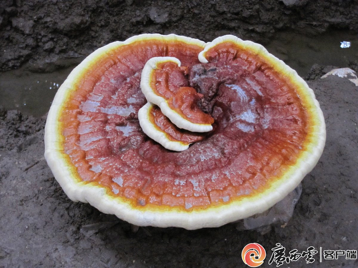 广西灵芝品质全国一流。广西农科院供图