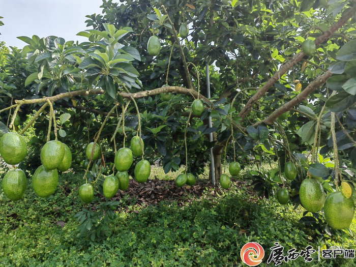 牛油果长势良好。广西农科院供图