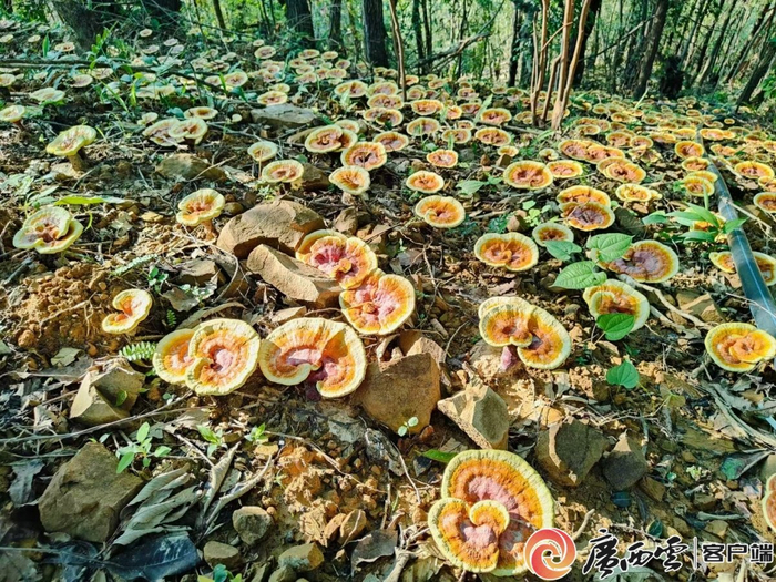 灵芝长势良好。广西农科院供图