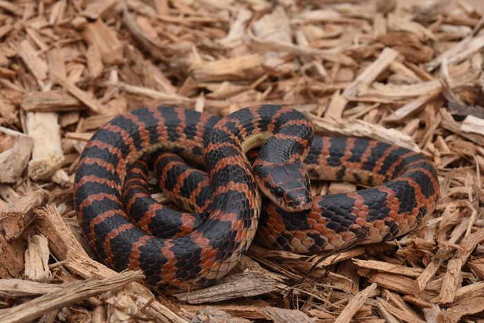 赤链蛇成体。张路杨 摄