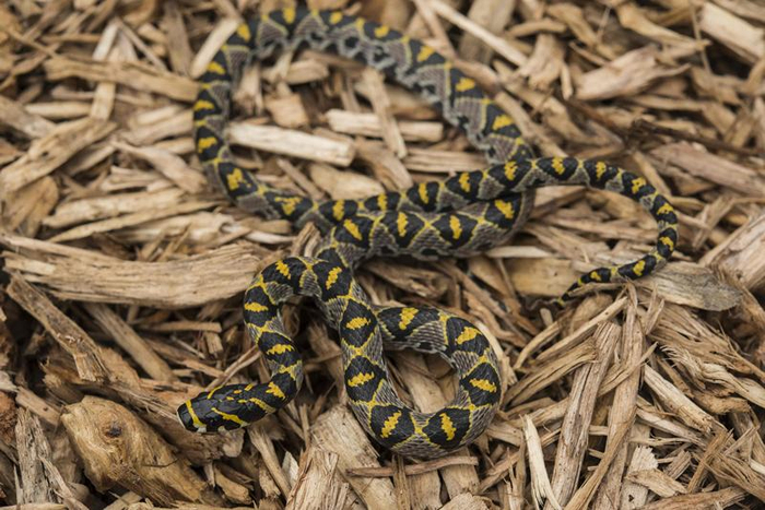 玉斑丽蛇。张路杨 摄