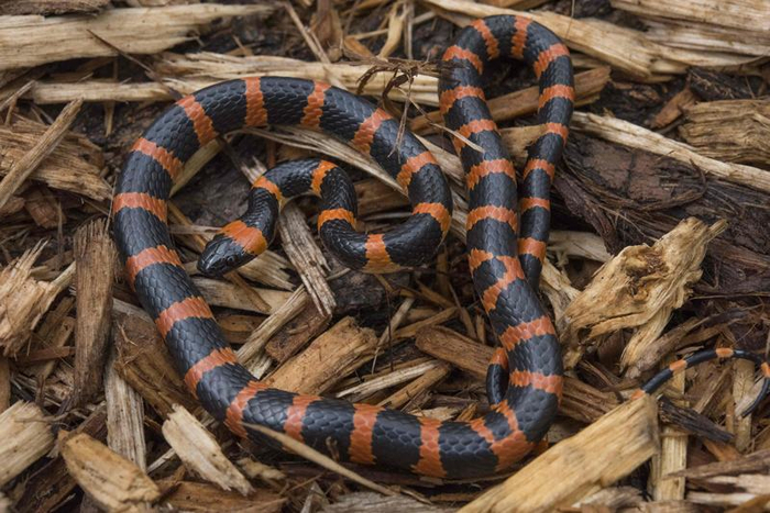 刘氏白环蛇。张路杨 摄