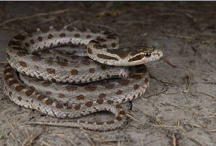 团花锦蛇。史静耸 摄