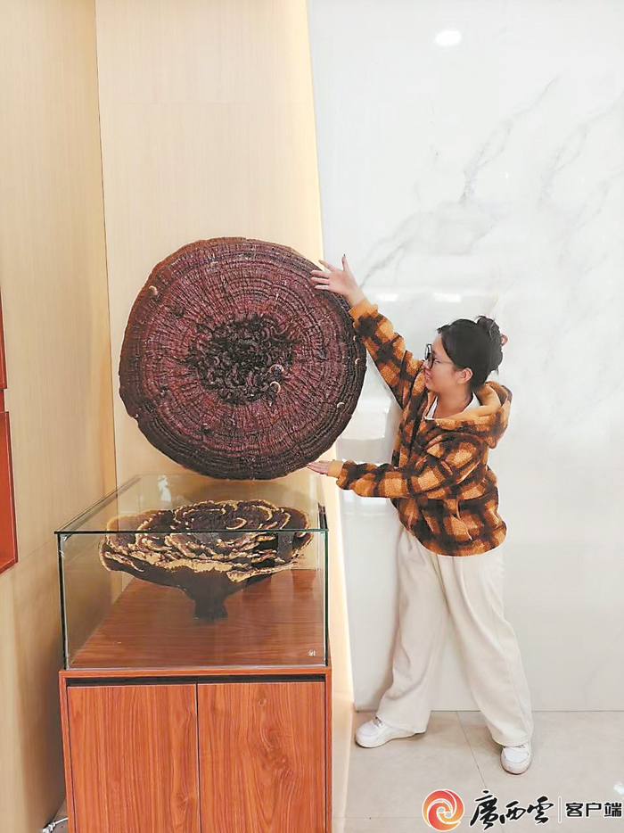 大如伞盖的灵芝药用性和观赏性完美统一。广西农科院供图