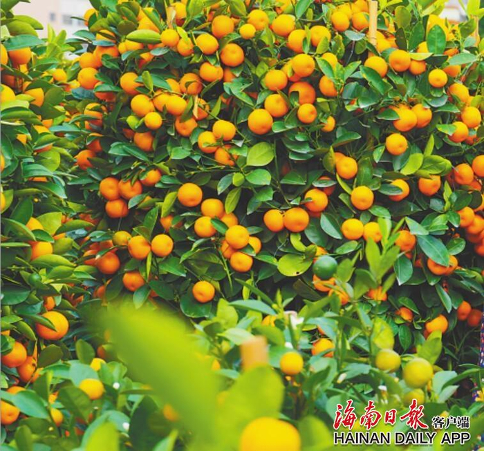 年桔寓意大吉大利。海南日报记者 张茂 摄