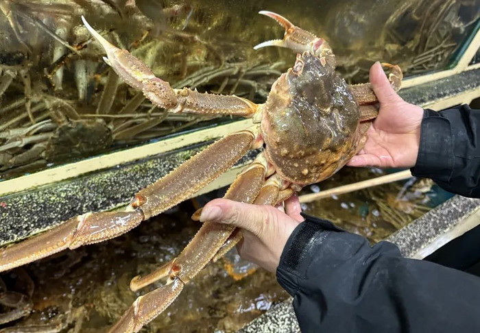 帝王蟹。吴越摄