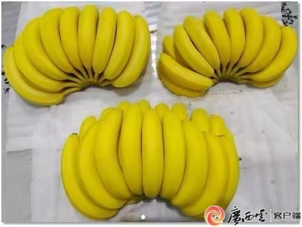 “桂蕉9号”是香蕉家族的明星品种。广西农科院供图