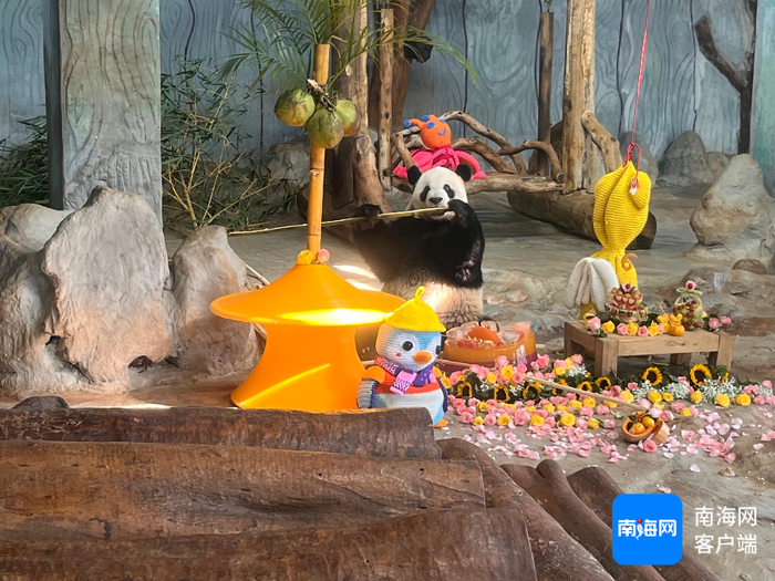 海南热带野生动植物园大熊猫舜舜在吃竹子。记者 丁文文 摄