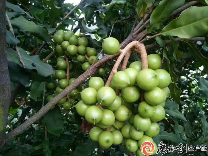 澳洲坚果“桂热1号”成了明星产品。广西农科院供图