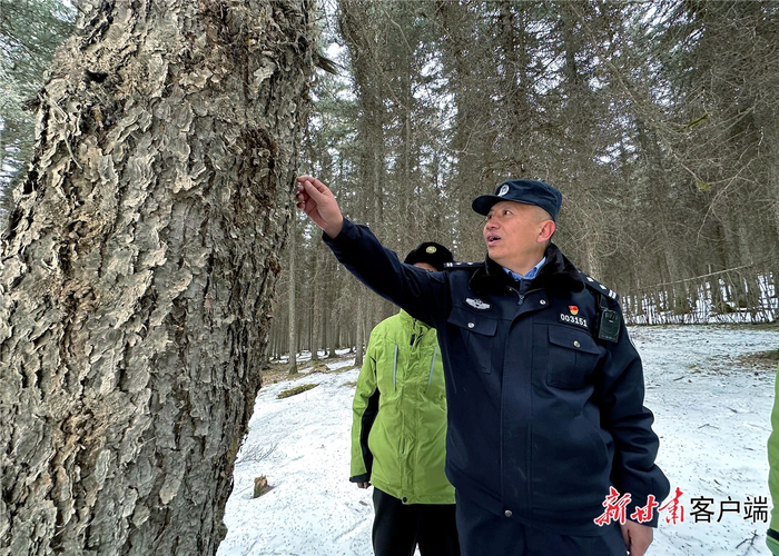 　　仔细观察林木长势情况。新甘肃·甘肃日报记者 金奉乾摄
