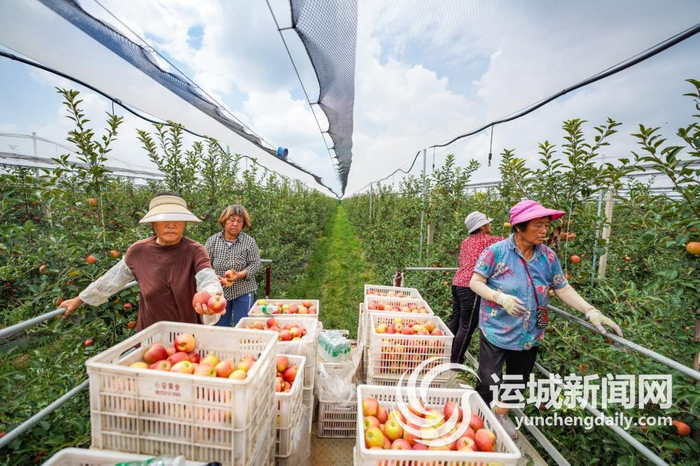 临猗县小军苹果种植专业合作社的大卫嘎拉苹果喜获丰收。