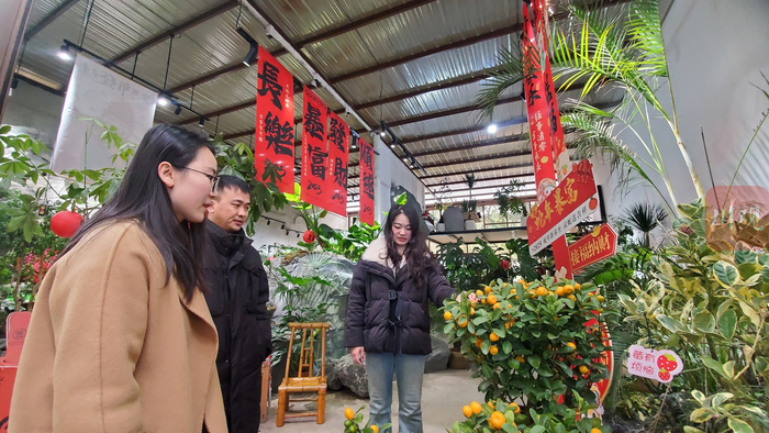 1月28日，三圣花市，商家为顾客介绍盆栽金桔。