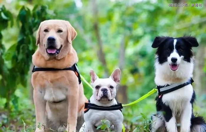 （图/《神犬小七》）