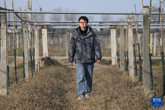 1月4日，陕西省西安市周至县司竹镇司竹村党总支书记助理李同在自己参与建成的周至县猕猴桃标准化示范园。新华社记者 李一博 摄