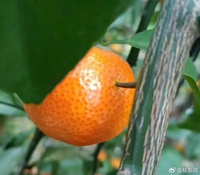 被砂糖橘树上的刺戳中的砂糖橘丨图源：小红书@西瓜情报社 视频截图