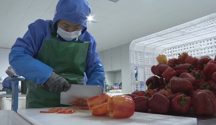 在河北中农农业科技有限公司，工人正将彩椒切条。王玲珑 摄