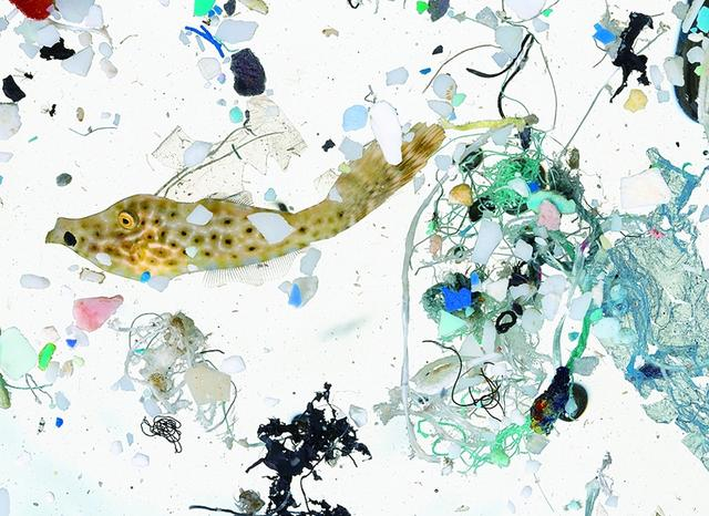 大太平洋垃圾带中漂浮的微塑料使得海水看起来像是一碗浑浊的汤。（图源：美国国家海洋和大气管理局官网）
