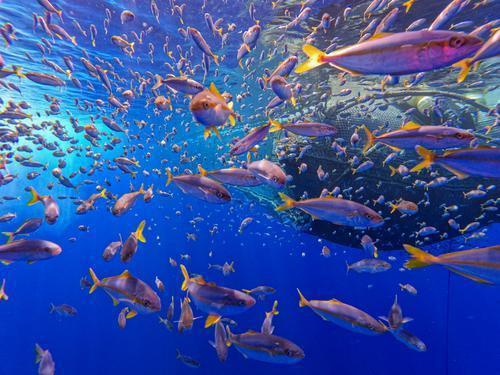 鱼群与03号海洋塑料清理装置相伴而行。（图源：“海洋清理”官网）