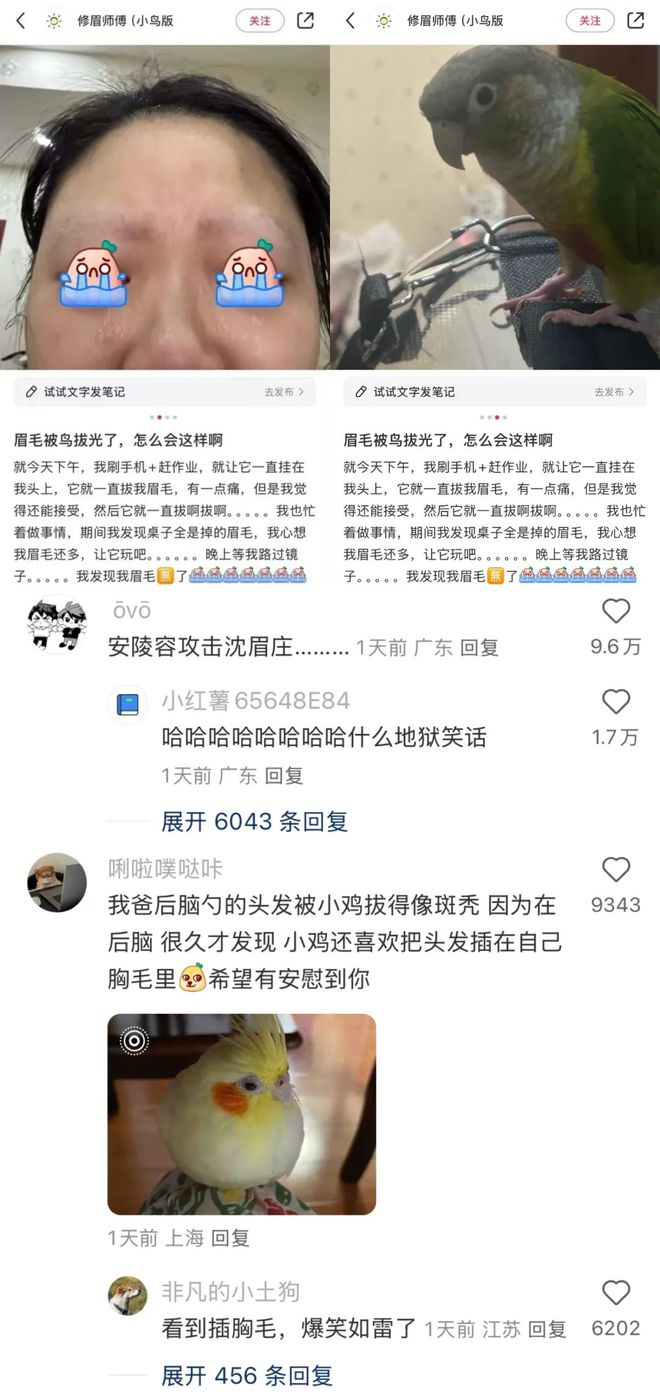 图源小红书用户@修眉师傅（小鸟版