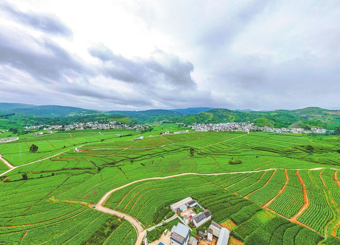 　　保山市隆阳区烟田。 罗钊 摄