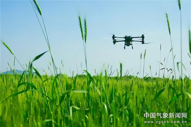 无人机在山东省淄博市高新区开展小麦“一喷三防”作业。 图/李凯