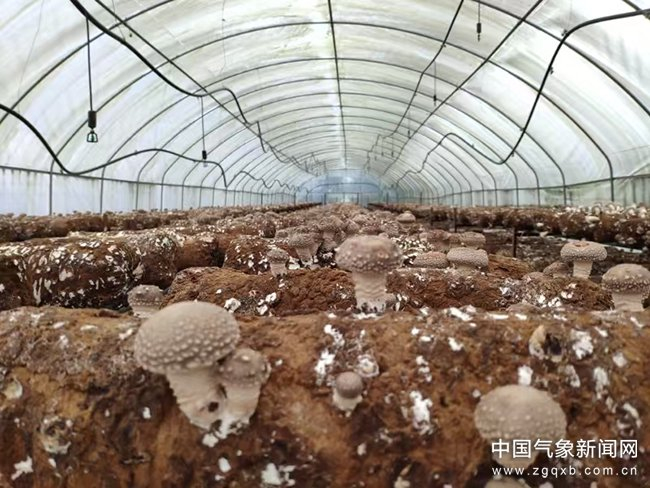 图为香菇双层出菇大棚达州市气象局供图