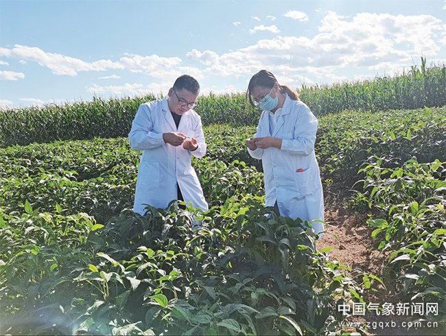 气象部门工作人员监测大豆推广示范基地病虫害情况。 图/乌尼尔