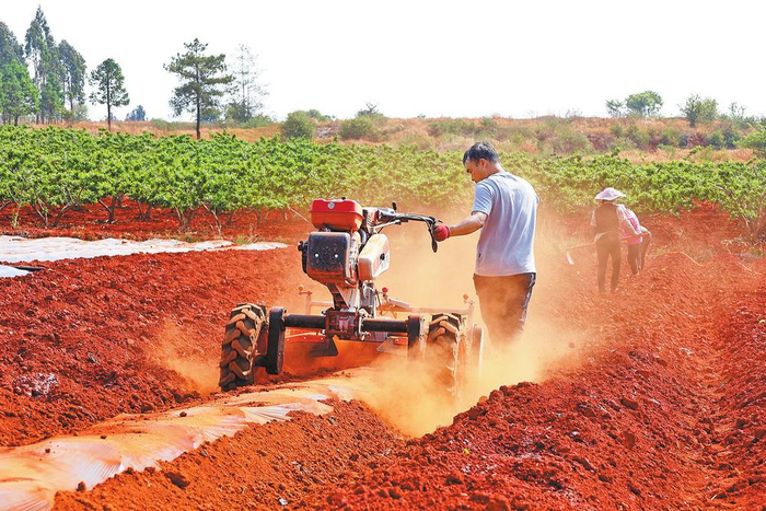 　　沾益区大坡乡烤烟品种试验基地移栽。 徐思琦 摄
