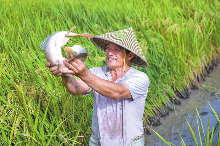 　　梁河县产业综合体建设——稻田养鱼。 滕世华 摄