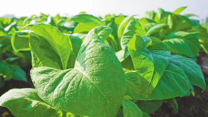 　　楚雄市苍岭镇烟叶长势良好。 张静梅 摄