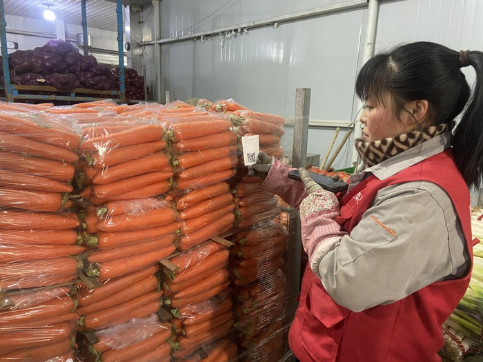 河北省秦皇岛小江蔬菜专业合作社工人正在张贴内部识别码。新华社记者郭雅茹 摄