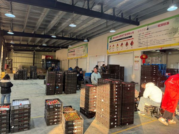 种植户正在等待质检