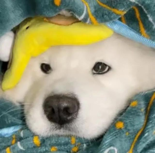 图文：区气象台、上海市天气发布、市生态环境局