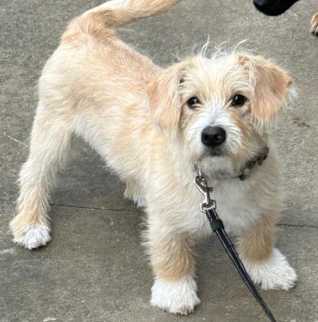 小艺开庭当日出示的狗狗近期照片