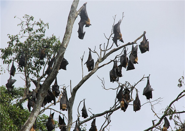 挂在树上休息的蝙蝠。图片来自wiki