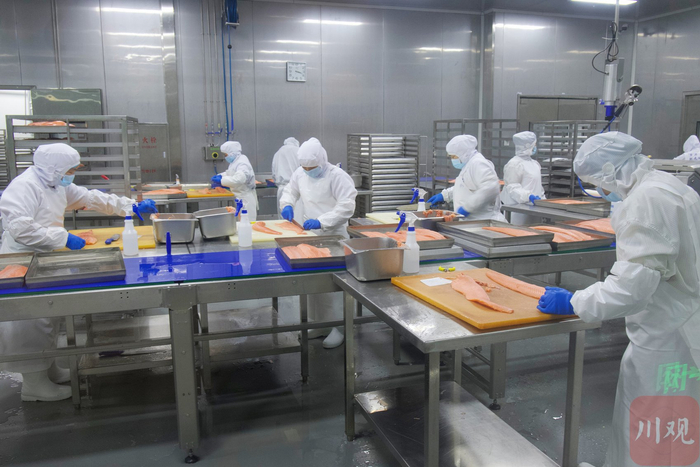 西部生鲜港的三文鱼智能加工工厂内，工人们正在分切三文鱼。