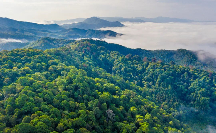 建瓯万木林（黄海 摄）