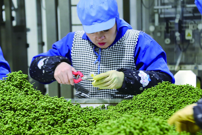     员工仔细剪细枝