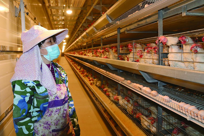     员工给蛋鸡喂椒籽