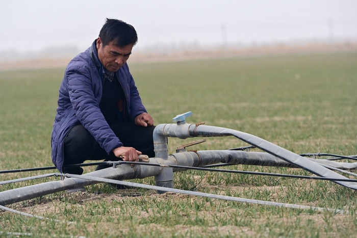   在新疆阿克苏市柳源镇瑞丰村，种植户在小麦地里检查滴灌系统（2024年3月21日摄）。新华社记者 丁磊 摄