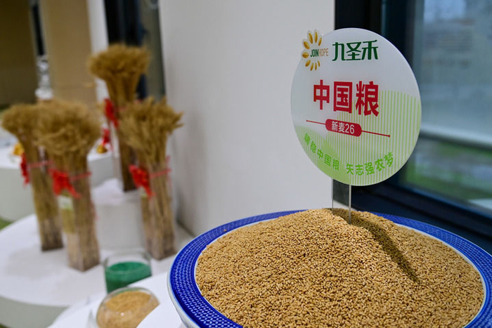  在新疆昌吉市的九圣禾种业股份有限公司拍摄的种子产品（2024年11月7日摄）。新华社记者 丁磊 摄