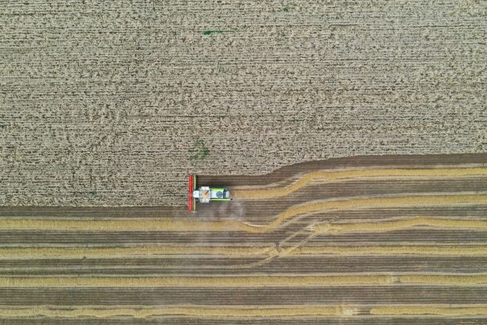   在新疆昌吉回族自治州奇台县西北湾镇，农户在田间收获小麦（2024年7月9日摄，无人机照片）。新华社记者 丁磊 摄