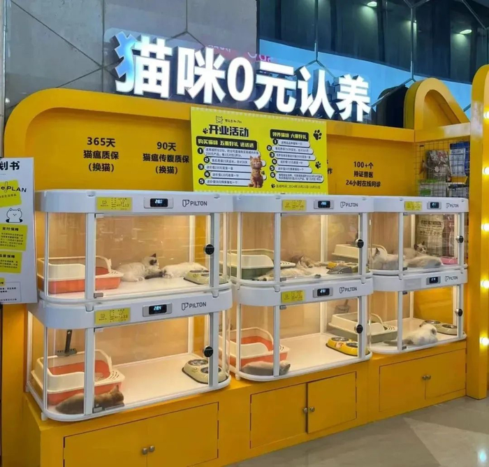 如今猫咪领养馆越来越多/图源：网络