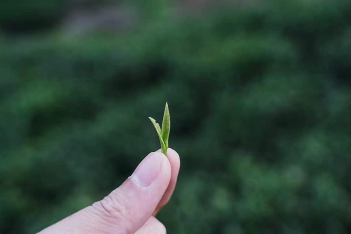 来自信阳云雾山的毛尖嫩芽。受访者供图
