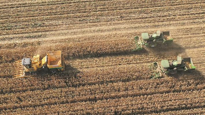    在四师可克达拉市一片制种玉米农田内，职工驾驶多功能收获机进行收获（资料图片）。    兵团日报常驻记者  李惠  通讯员  王亚军  摄