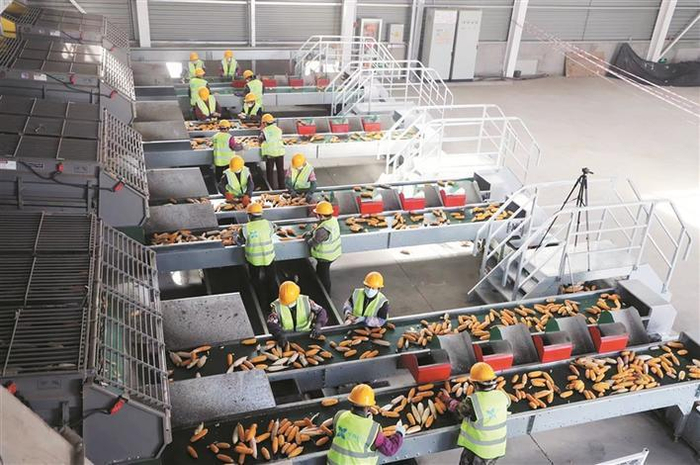     在四师可克达拉市一家制种玉米企业生产车间内，员工在果穗烘干线上忙碌（资料图片）。兵团日报常驻记者  李惠  通讯员  王亚军  摄