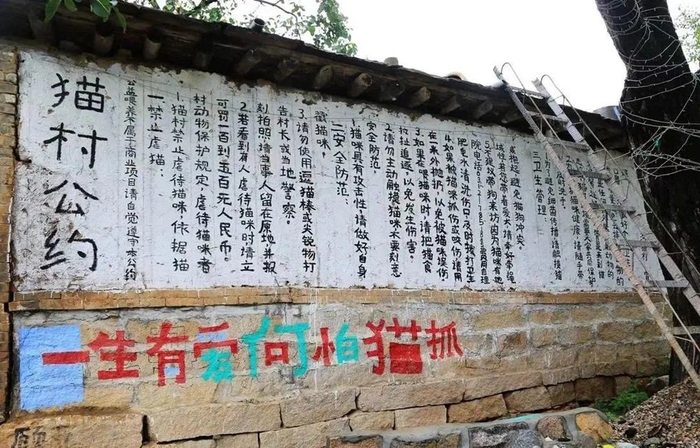 图为猫村。