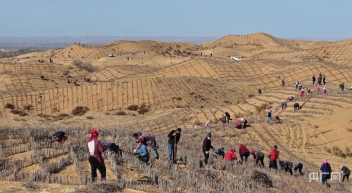 鄂托克前旗毛乌素沙地上风口阻隔带及周边集中连片裸露沙地防沙治沙现场（央广网发  党琳琳  摄）