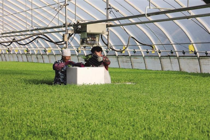     工作人员对成品种苗打包