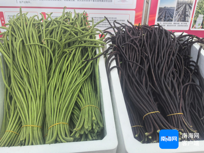 三亚种植的豇豆。记者 利声富 摄